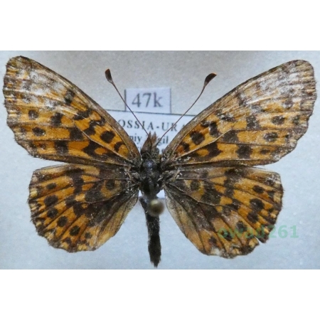 Boloria dia (Linnaeus, 1767) Dostojka dia Russia47k